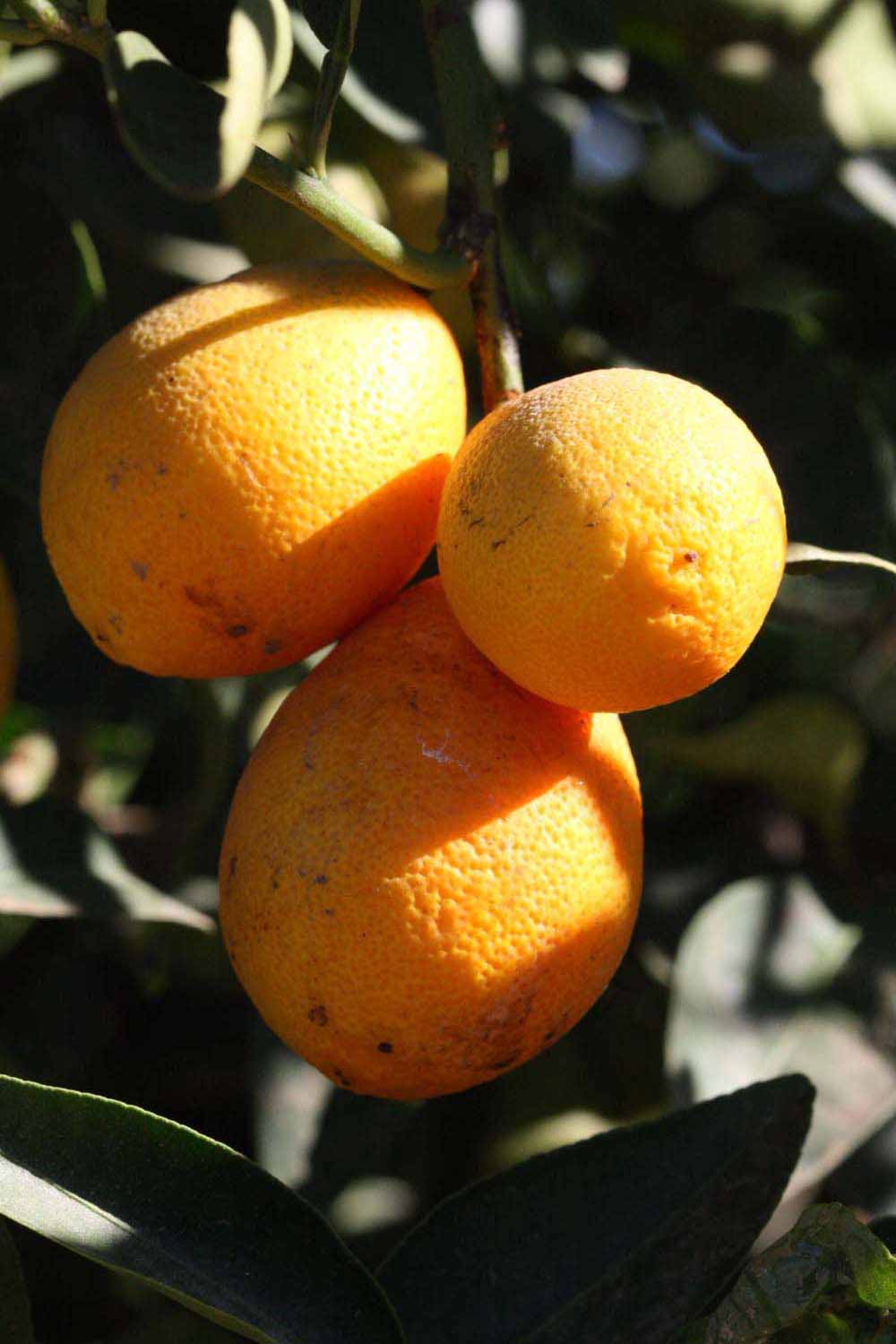            Fruit (Riverside, CA)   